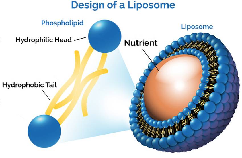 Sphingosomen und Niosomen sind Liposomen