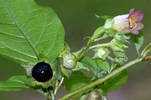 atropa-bella-donna