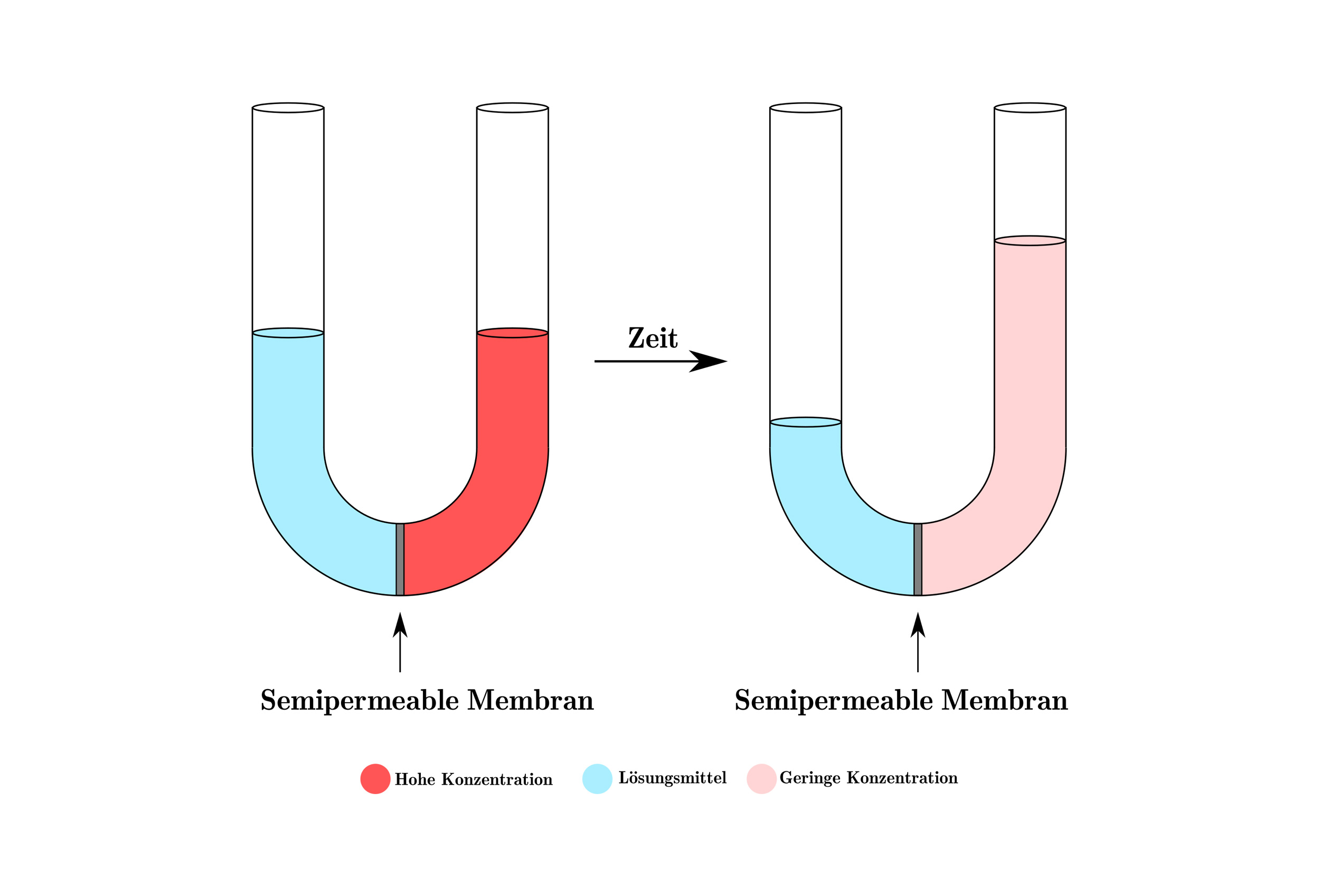 Wie funktioniert Osmose