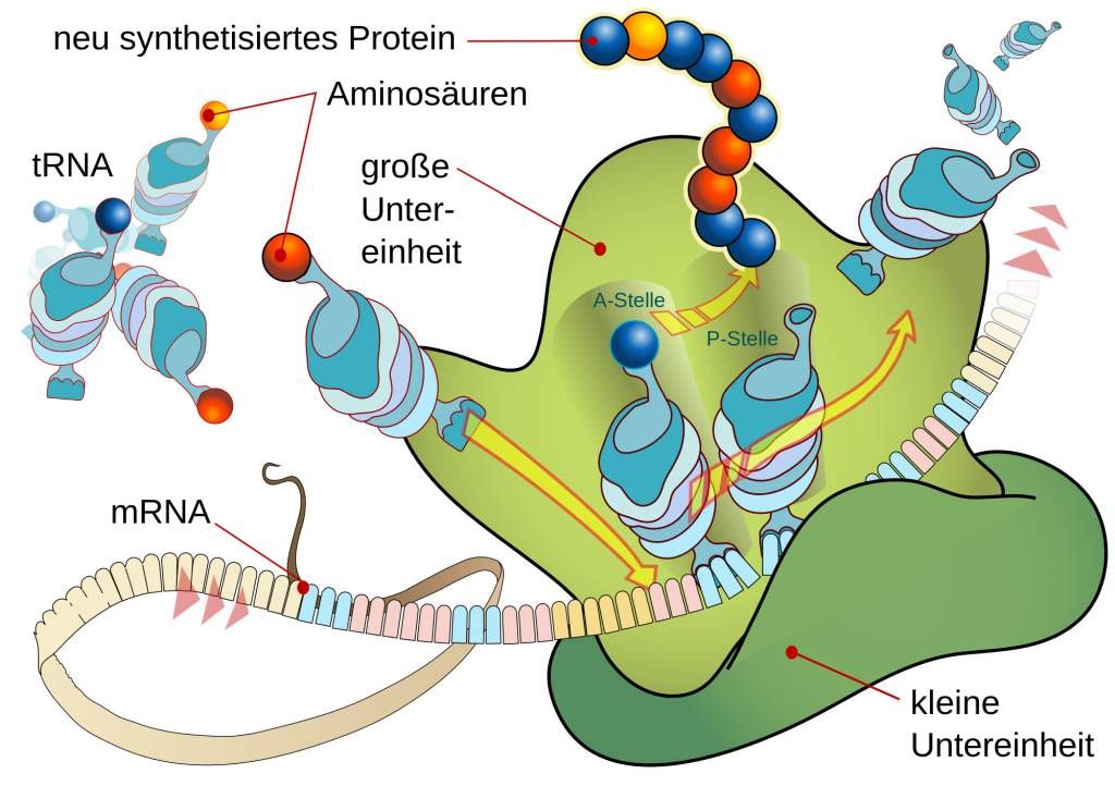 Proteinbiosynthese Pro Und Eukaryoten www.wie-funktioniert.com