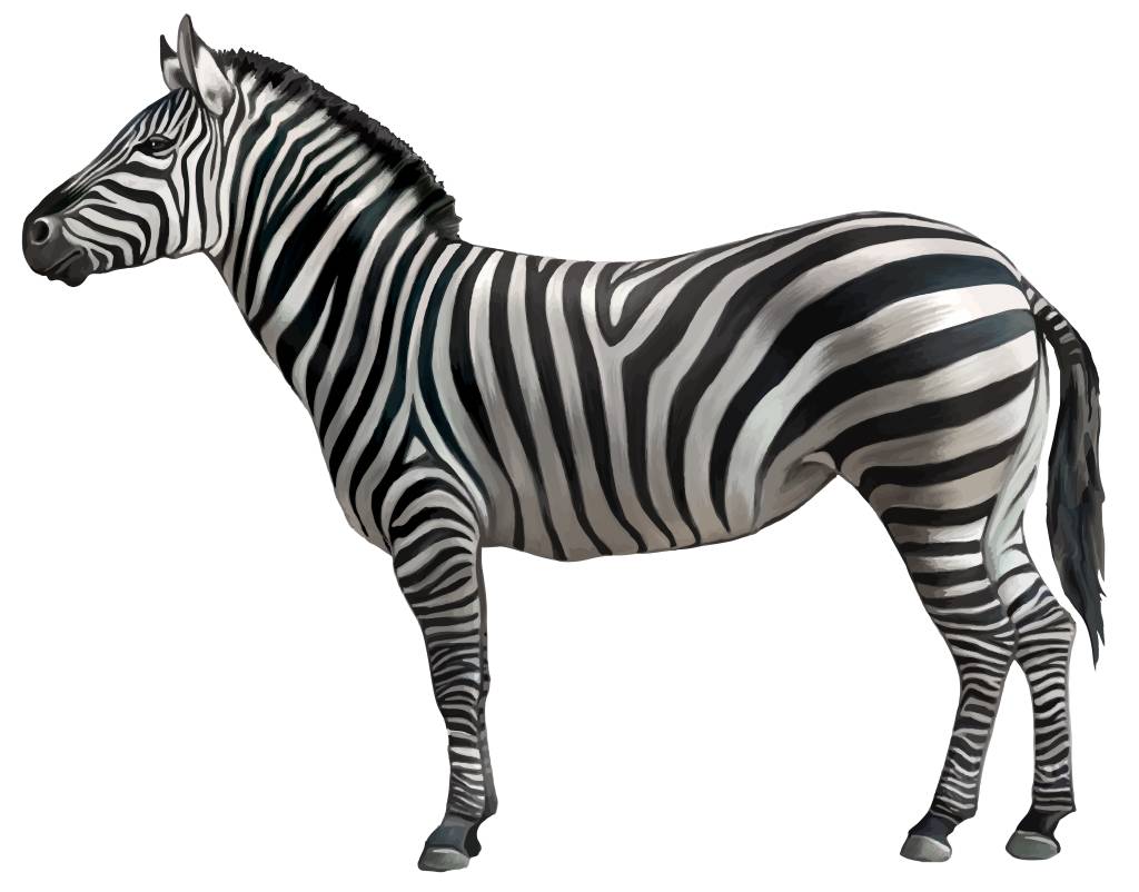 zebra
