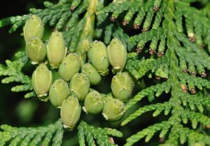 Thuja occidentalis