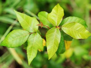 Rhus toxicodendron