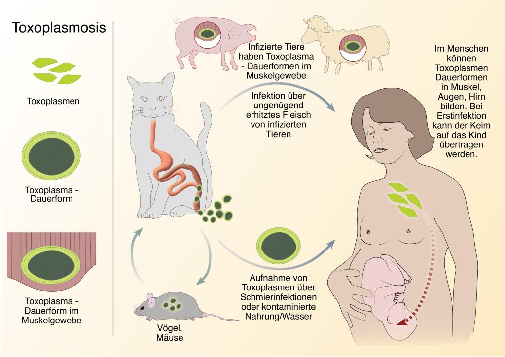 Wie kann der Toxoplasmose werden?