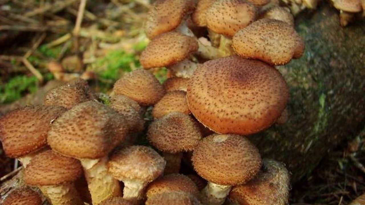 Der Hallimasch Rezepte Fur Susssaure Oder Geschmorte Pilze Wie Funktioniert Com 