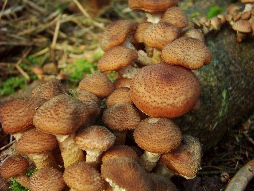 Der Hallimasch - Rezepte für süßsaure oder geschmorte Pilze - Wie ...