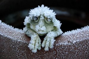 Wie Tiere den Winter überleben