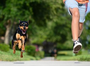 Angst vor Hunden