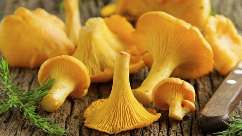 Der Pfifferling - unverwechselbar und delikat - mit Rezepten - Wie ...