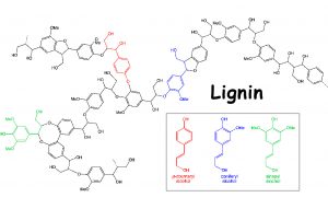 Lignin