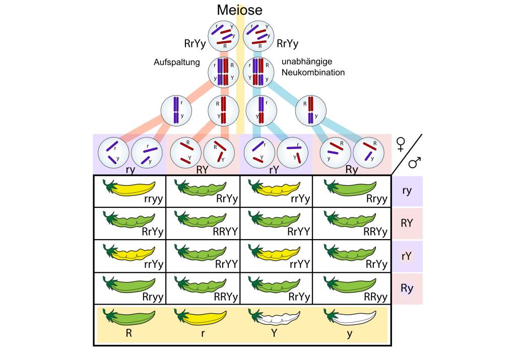 Mendelsche Regeln Arbeitsblatt Mit Lösungen Cornelsen Wie funktionieren die Mendelschen Regeln - Wie-funktioniert.com