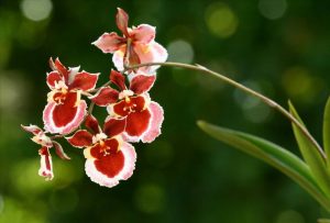 Oncidium Orchideen