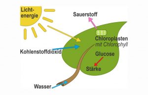 Photosynthese