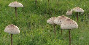 Parasol-Pilz