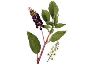 Phytolacca