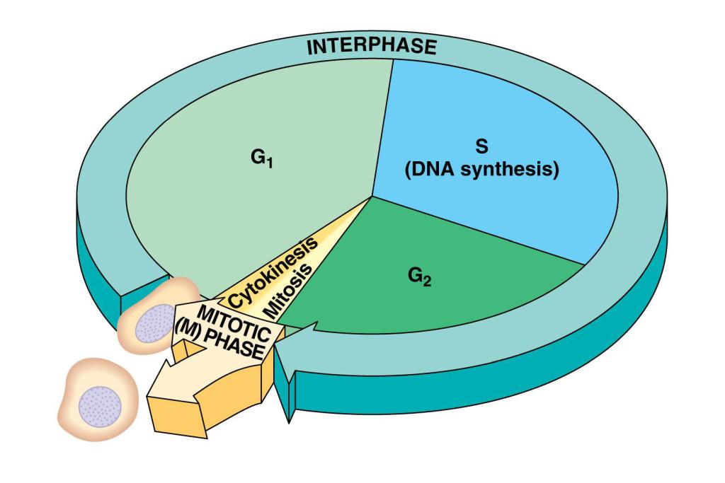 Was Passiert In Der Interphase Wie funktioniert der Zellzyklus - Wie-funktioniert.com