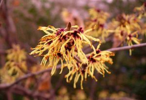 hamamelis-virginiana