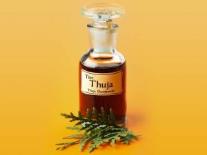 thuja