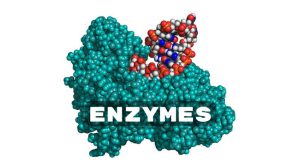 Enzyme