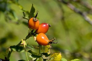 Hagebutte Rosa canina