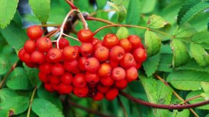 vogelbeeren